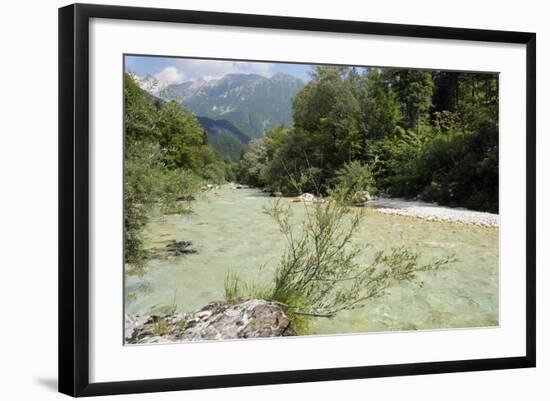 Upper Soca River, Mt Razor, Willow Bushes, Julian Alps, Triglav Nat'l Pk, Slovenia, Europe-Nick Upton-Framed Photographic Print