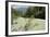 Upper Soca River, Mt Razor, Willow Bushes, Julian Alps, Triglav Nat'l Pk, Slovenia, Europe-Nick Upton-Framed Photographic Print