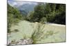 Upper Soca River, Mt Razor, Willow Bushes, Julian Alps, Triglav Nat'l Pk, Slovenia, Europe-Nick Upton-Mounted Photographic Print