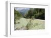 Upper Soca River, Mt Razor, Willow Bushes, Julian Alps, Triglav Nat'l Pk, Slovenia, Europe-Nick Upton-Framed Photographic Print