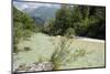 Upper Soca River, Mt Razor, Willow Bushes, Julian Alps, Triglav Nat'l Pk, Slovenia, Europe-Nick Upton-Mounted Photographic Print