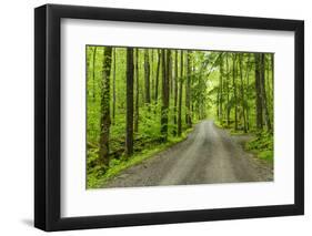 Upper Tremont Road in Spring, Great Smoky Mountains National Park, Tennessee-Adam Jones-Framed Photographic Print