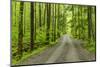 Upper Tremont Road in Spring, Great Smoky Mountains National Park, Tennessee-Adam Jones-Mounted Photographic Print