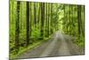 Upper Tremont Road in Spring, Great Smoky Mountains National Park, Tennessee-Adam Jones-Mounted Photographic Print