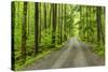 Upper Tremont Road in Spring, Great Smoky Mountains National Park, Tennessee-Adam Jones-Stretched Canvas