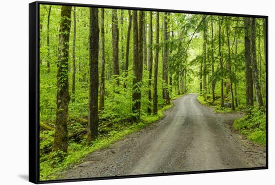 Upper Tremont Road in Spring, Great Smoky Mountains National Park, Tennessee-Adam Jones-Framed Stretched Canvas