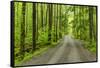 Upper Tremont Road in Spring, Great Smoky Mountains National Park, Tennessee-Adam Jones-Framed Stretched Canvas