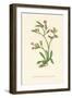 'Upright Spiked Sea Lavender', c1891, (1891)-Anne Pratt-Framed Giclee Print