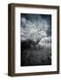 Uprooting-David Senechal Photographie-Framed Photographic Print