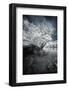 Uprooting-David Senechal Photographie-Framed Photographic Print