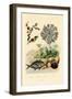 Upside Down Jellyfish, 1833-39-null-Framed Giclee Print