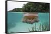 Upside-Down Jellyfish at the Ocean Surface (Cassiopea Andromeda), Risong Bay, Micronesia, Palau-Reinhard Dirscherl-Framed Stretched Canvas