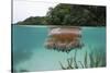 Upside-Down Jellyfish at the Ocean Surface (Cassiopea Andromeda), Risong Bay, Micronesia, Palau-Reinhard Dirscherl-Stretched Canvas