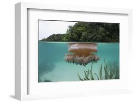 Upside-Down Jellyfish at the Ocean Surface (Cassiopea Andromeda), Risong Bay, Micronesia, Palau-Reinhard Dirscherl-Framed Photographic Print