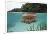 Upside-Down Jellyfish at the Ocean Surface (Cassiopea Andromeda), Risong Bay, Micronesia, Palau-Reinhard Dirscherl-Framed Photographic Print