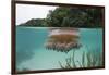 Upside-Down Jellyfish at the Ocean Surface (Cassiopea Andromeda), Risong Bay, Micronesia, Palau-Reinhard Dirscherl-Framed Photographic Print
