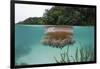 Upside-Down Jellyfish at the Ocean Surface (Cassiopea Andromeda), Risong Bay, Micronesia, Palau-Reinhard Dirscherl-Framed Photographic Print