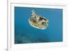 Upside Down Jellyfish (Cassiopea), Rainbow Reef, Fiji-Pete Oxford-Framed Photographic Print