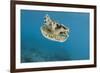 Upside Down Jellyfish (Cassiopea), Rainbow Reef, Fiji-Pete Oxford-Framed Photographic Print