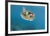 Upside Down Jellyfish (Cassiopea), Rainbow Reef, Fiji-Pete Oxford-Framed Photographic Print