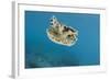 Upside Down Jellyfish (Cassiopea), Rainbow Reef, Fiji-Pete Oxford-Framed Photographic Print