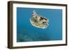 Upside Down Jellyfish (Cassiopea), Rainbow Reef, Fiji-Pete Oxford-Framed Photographic Print