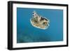 Upside Down Jellyfish (Cassiopea), Rainbow Reef, Fiji-Pete Oxford-Framed Photographic Print