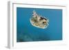 Upside Down Jellyfish (Cassiopea), Rainbow Reef, Fiji-Pete Oxford-Framed Photographic Print