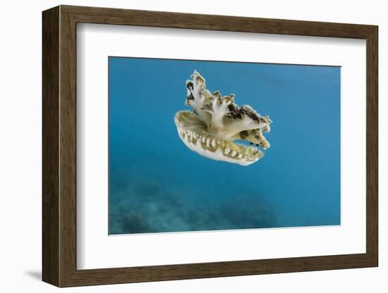 Upside Down Jellyfish (Cassiopea), Rainbow Reef, Fiji-Pete Oxford-Framed Photographic Print