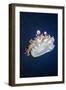 Upside Down Jellyfish (Cassiopeia Andromeda) Lembeh, Sulawesi, Indonesia-Georgette Douwma-Framed Photographic Print