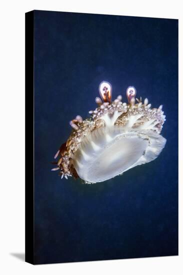 Upside Down Jellyfish (Cassiopeia Andromeda) Lembeh, Sulawesi, Indonesia-Georgette Douwma-Stretched Canvas