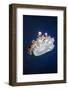 Upside Down Jellyfish (Cassiopeia Andromeda) Lembeh, Sulawesi, Indonesia-Georgette Douwma-Framed Photographic Print