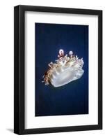 Upside Down Jellyfish (Cassiopeia Andromeda) Lembeh, Sulawesi, Indonesia-Georgette Douwma-Framed Photographic Print