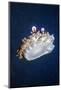 Upside Down Jellyfish (Cassiopeia Andromeda) Lembeh, Sulawesi, Indonesia-Georgette Douwma-Mounted Photographic Print
