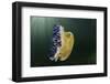 Upside-Down Jellyfish, Jardines De La Reina National Park, Cuba-Pete Oxford-Framed Photographic Print