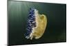 Upside-Down Jellyfish, Jardines De La Reina National Park, Cuba-Pete Oxford-Mounted Photographic Print