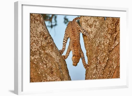 Upside Down-Alessandro Catta-Framed Photographic Print