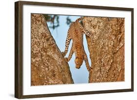 Upside Down-Alessandro Catta-Framed Photographic Print