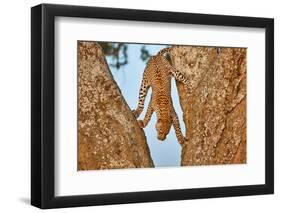 Upside Down-Alessandro Catta-Framed Photographic Print