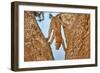 Upside Down-Alessandro Catta-Framed Photographic Print