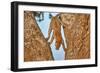 Upside Down-Alessandro Catta-Framed Photographic Print