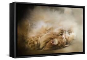 Upside Down-Jai Johnson-Framed Stretched Canvas