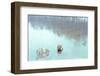 Upside the Forest Reflection-null-Framed Photographic Print