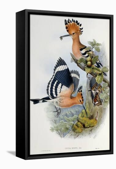 Upupa Epops-John Gould-Framed Stretched Canvas