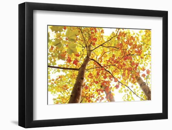 Upward-Michael Hudson-Framed Art Print