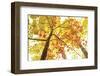 Upward-Michael Hudson-Framed Art Print