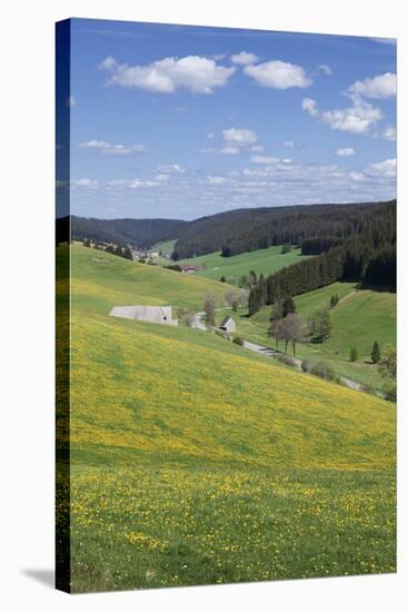 Urachtal, Black Forest, Baden-Wurttemberg, Germany-Markus Lange-Stretched Canvas