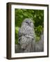 Ural owl. Adult at entrance of nest in hole of a tree. Enclosure in the Bavarian Forest NP, Germany-Martin Zwick-Framed Photographic Print