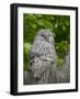 Ural owl. Adult at entrance of nest in hole of a tree. Enclosure in the Bavarian Forest NP, Germany-Martin Zwick-Framed Photographic Print