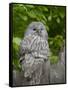 Ural owl. Adult at entrance of nest in hole of a tree. Enclosure in the Bavarian Forest NP, Germany-Martin Zwick-Framed Stretched Canvas